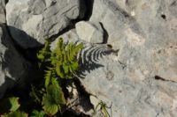 2014-08-02_06FritzPflaum-Steig (178).JPG